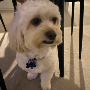 Meet your Posher, Rebecca